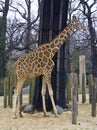 Giraffe artiodactyl savanna mammal Africa neck