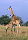 Giraffe and Baby Royalty Free Stock Photo