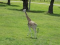 Giraffe Royalty Free Stock Photo