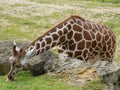 Giraffe Royalty Free Stock Photo