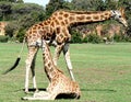 Giraffe and Baby Royalty Free Stock Photo