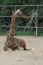 Giraffe