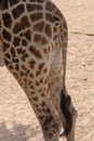 Giraffe Back end and tail standing in the hot sand