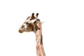 Giraffe back face on white background Royalty Free Stock Photo