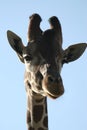 Side Eye from a Giraffe