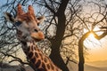 Giraffe on a background of cloudy sky at sunset Royalty Free Stock Photo