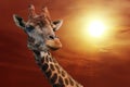 Giraffe on a background of cloudy sky at sunset Royalty Free Stock Photo