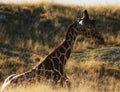 Sleepy Giraffe Soaks up the Sun