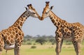 Giraffe Battle: Spectacular Giraffe Duel at National Park.