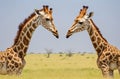Giraffe Battle: Spectacular Giraffe Duel at National Park.