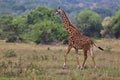 Giraffe in the beautiful nature habitat Royalty Free Stock Photo