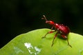 Giraffe beetle Royalty Free Stock Photo