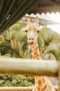 Giraffe behind the fence of a zoo