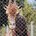 Giraffe behind grid of open-air cage