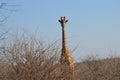 Giraffe behind sickle bushes