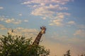Giraffe behind a tree with bird flying