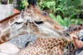 Giraffe being fed