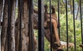 A giraffe being fed in a cage at the zoo