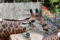 Giraffe being fed
