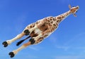 Giraffe from below 2