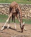 Giraffe bending down