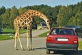 Giraffe bending down towards a car driver