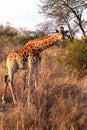 Giraffe bending forward