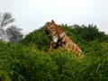 Giraffe bending its long neck