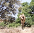 Giraffe bending its neck to see