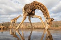 Giraffe drinking from a pool with another in the background