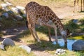 A giraffe is bending of a pond of blue water drinking.