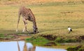 Giraffe bending to take a drink from a waterhole in South Luangwa