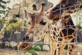 Giraffe bends down and looks into the camera through a fence Royalty Free Stock Photo