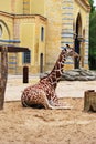 Giraffe at the Berlin Zoo.