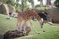 Giraffe in Biopark Royalty Free Stock Photo