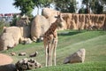 Giraffe in biopark Royalty Free Stock Photo