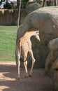 Giraffe in biopark Royalty Free Stock Photo