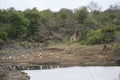 Giraffe and birds in the bush by water pond, Kruger National Park, South Africa