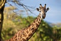 Giraffe with birds on the neck