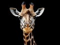 Giraffe black background