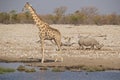 Giraffe, Black Rhinoceros and Springbok at waterhole