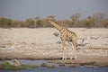 Giraffe and Black Rhinoceros at waterhole