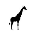 Giraffe black sign icon. Vector illustration eps 10 Royalty Free Stock Photo
