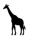 Giraffe black silhouette isolated on white background Royalty Free Stock Photo