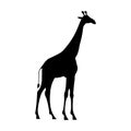 Giraffe black vector icon on white background