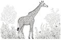 Giraffe. Black and white coloring page