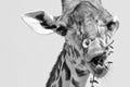 Giraffe in Black and White Royalty Free Stock Photo