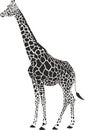 Giraffe black and white