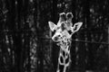 Giraffe in black and white photographed in Blackpool zoo