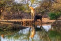 Giraffe and a blou wildebeest isolated
